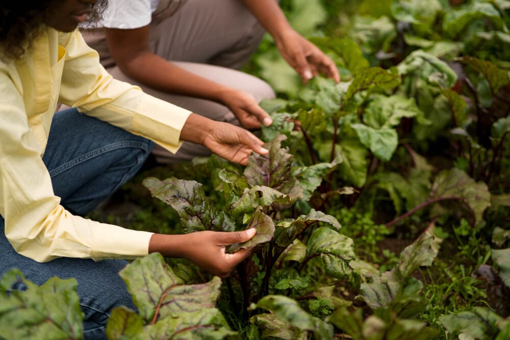 5 Powerful Benefits of Herbal Medicine for Natural Health